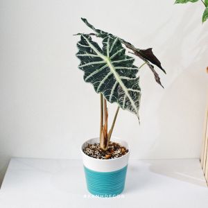 Alocasia Amazonica